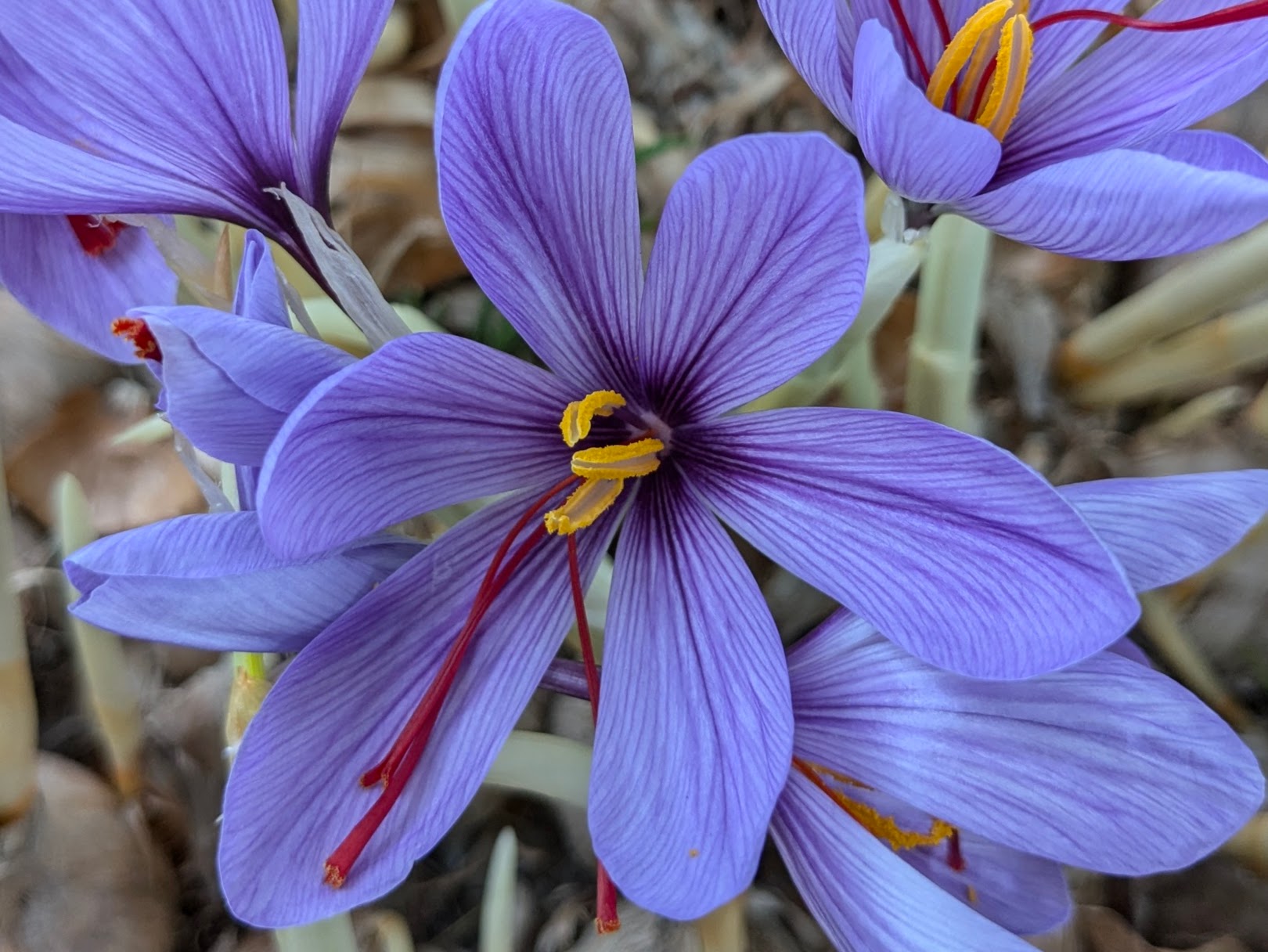 サフランの花の写真